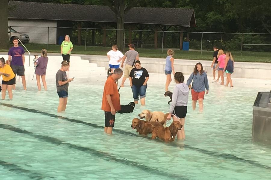 Dogs and people in pool