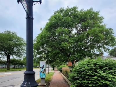 Two trees in downtown Tiffin near Frost Parkway