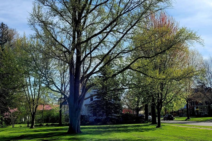 Trees at Stalter Park in Tiffin