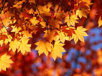 Picture of fall leaves on a tree
