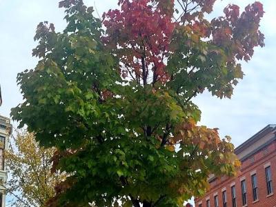 Tree located in Downtown Tiffin with changing leaves